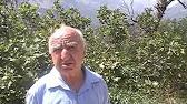 benhanafi
